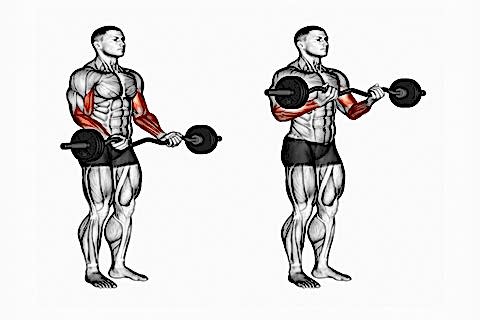 Standing Bicep Bar Curls